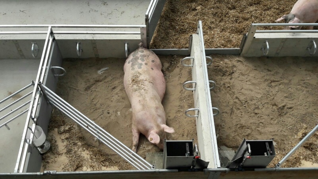 KZB farrowing pen feed trough and piglet feeder