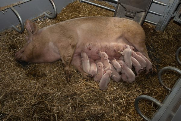 KZB family feeder in an organic barn