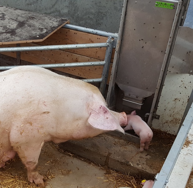 KZB Family Feeder sow with piglet in an organic barn